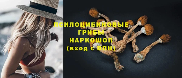 стаф Алзамай